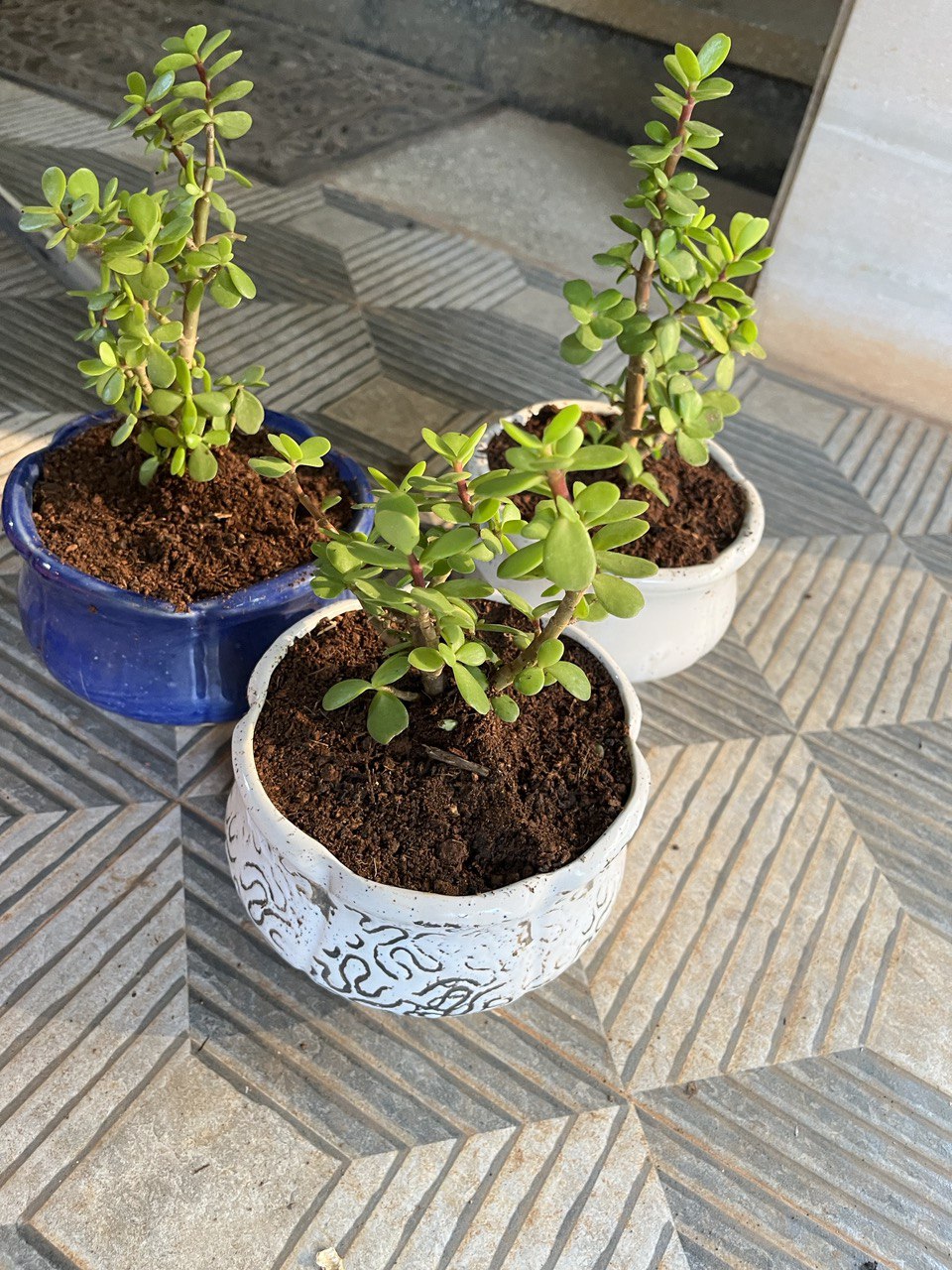 A picture of three Indoor (Jade) Plants